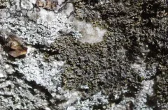 Culberson's Black-parmelia thumbnail 2
