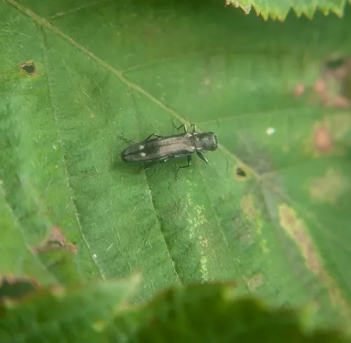 Beech Borer