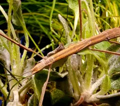 Western Short-horned Walkingstick thumbnail 2