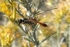 Abert's Thread-waisted Wasp thumbnail 2