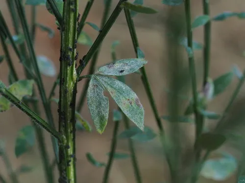 Erysiphe rayssiae