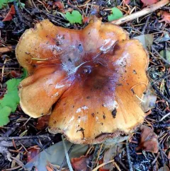 Phlegmacium variosimile thumbnail 2