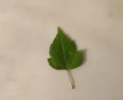 Washington hawthorn thumbnail 3