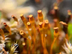 pale nitrogen moss thumbnail 1