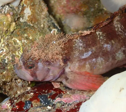 Mosshead Warbonnet