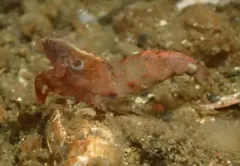 Spirontocaris lamellicornis thumbnail 2