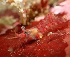 Threespine Coastal Shrimp thumbnail 2