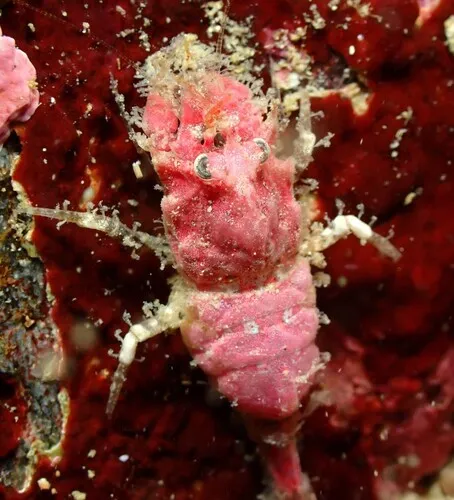 Saddleback Shrimp