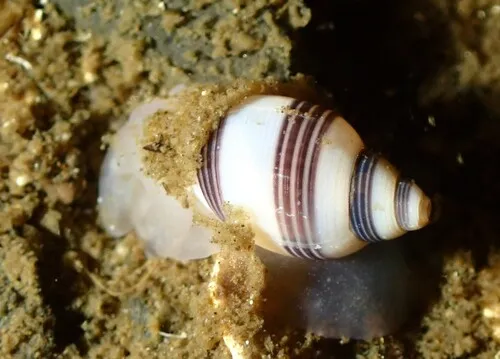 Striped Barrel Snail
