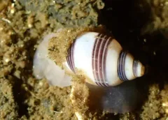 Striped Barrel Snail thumbnail 1