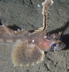 Sailfin Sculpin thumbnail 2