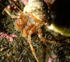 Whiteknee Hermit Crab thumbnail 2