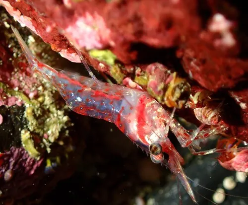 Roughpatch Shrimp