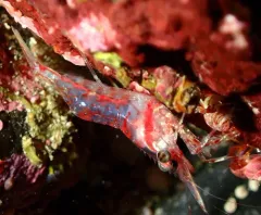 Roughpatch Shrimp thumbnail 1