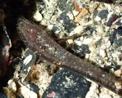Smooth Alligatorfish thumbnail 1