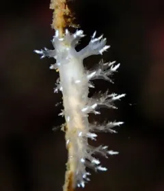 Kamchatka Dendronotid thumbnail 1