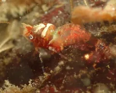 Blunt Blade Shrimp thumbnail 2