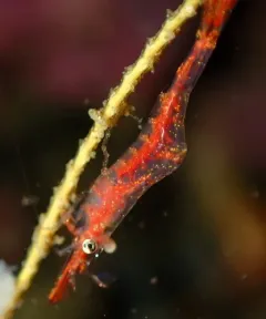 Slender Coastal Shrimp thumbnail 1
