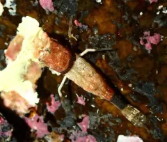 Miniature Spinyhead thumbnail 1