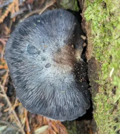 Midnight Entoloma thumbnail 2