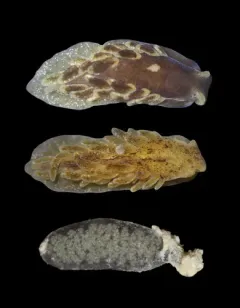 Alderia harvardiensis thumbnail 2