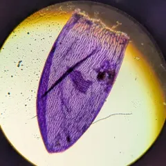 Flat-leaved Bog-moss thumbnail 4