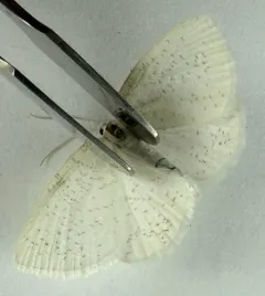 Vestal Moth thumbnail 4
