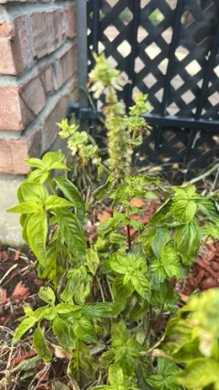 Sweet basil thumbnail 2
