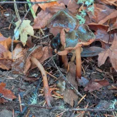 Phaeocollybia olivacea thumbnail 4