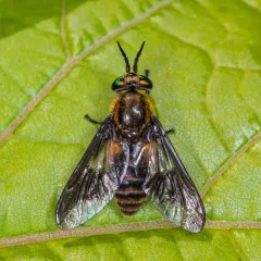 Frigid Deer Fly thumbnail 2