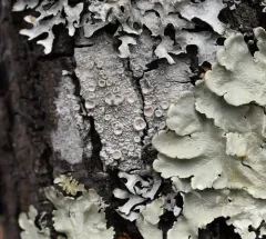 Rosy Saucer Lichen thumbnail 2