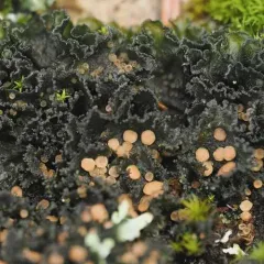 Whiskered Jelly Lichen thumbnail 1