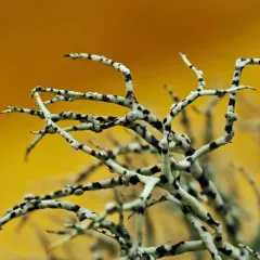 Powdery Sea-Fog Lichen thumbnail 4