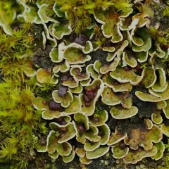 Butterfly Scale Lichen thumbnail 2