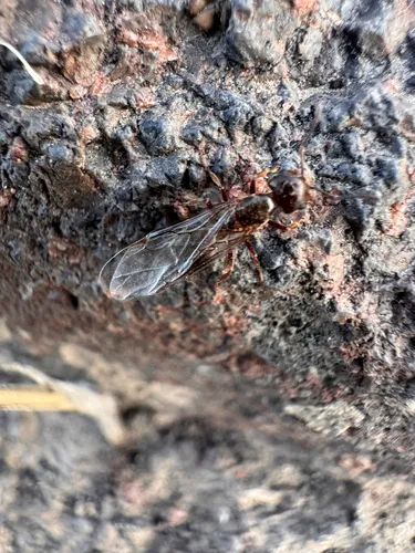 Crematogaster mutans