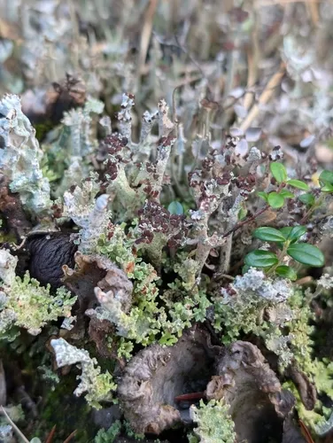 Felt Horn Lichen