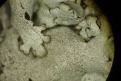 Lichenostigma cosmopolites thumbnail 2