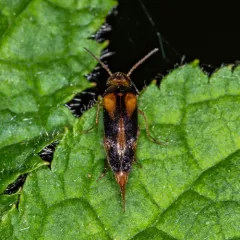 Ornated Tumbling Flower Beetle thumbnail 2