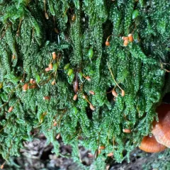 Coiled-leaf claw-moss thumbnail 2