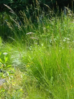 mountain bunch grass thumbnail 2