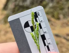 ribbed sedge thumbnail 2