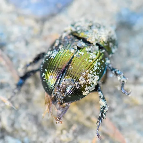 Splendid Earth-boring Beetle
