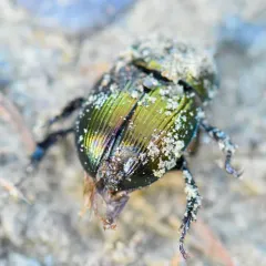 Splendid Earth-boring Beetle thumbnail 1