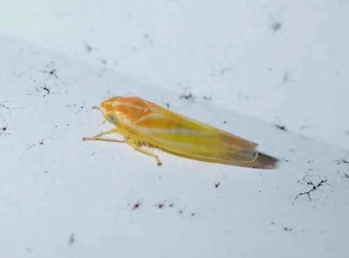Erythridula clavata