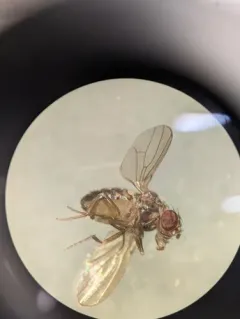 Drosophila repleta thumbnail 3