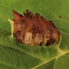 Elm Cockscomb Aphid thumbnail 3