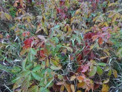 Missouri Blackberry thumbnail 2