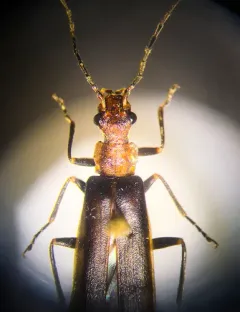 Dichelotarsus cinctipennis thumbnail 2