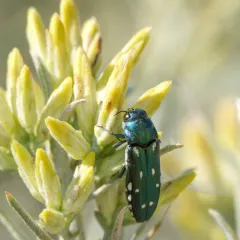 Agrilus walsinghami thumbnail 2