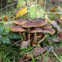 Common Stump Brittlestem thumbnail 3